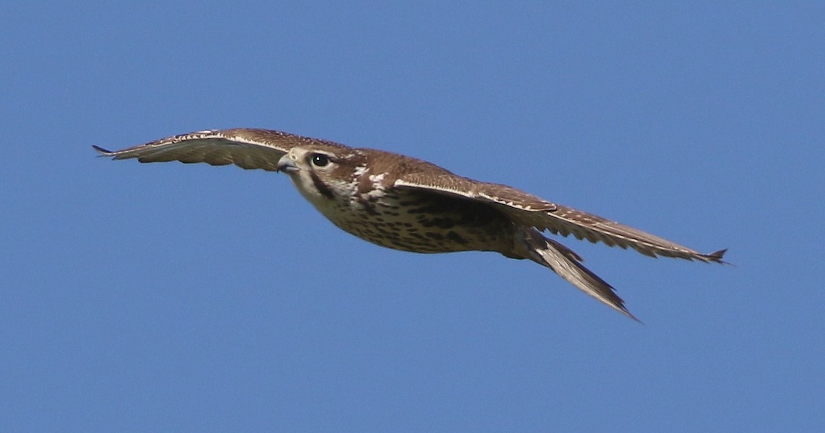 Prairie Falcon - ML136483091