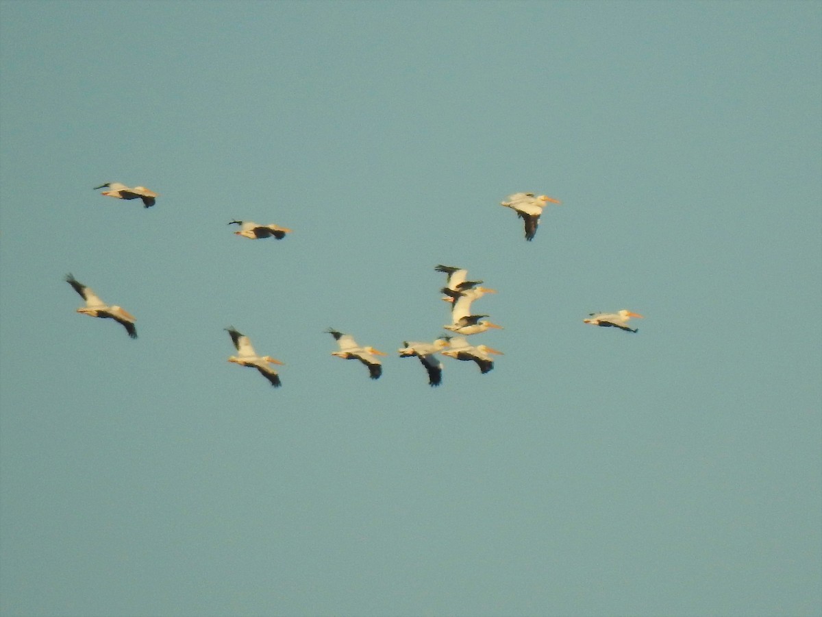 American White Pelican - ML136483441