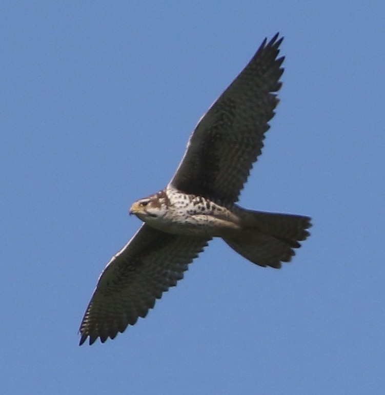 Prairie Falcon - ML136483741