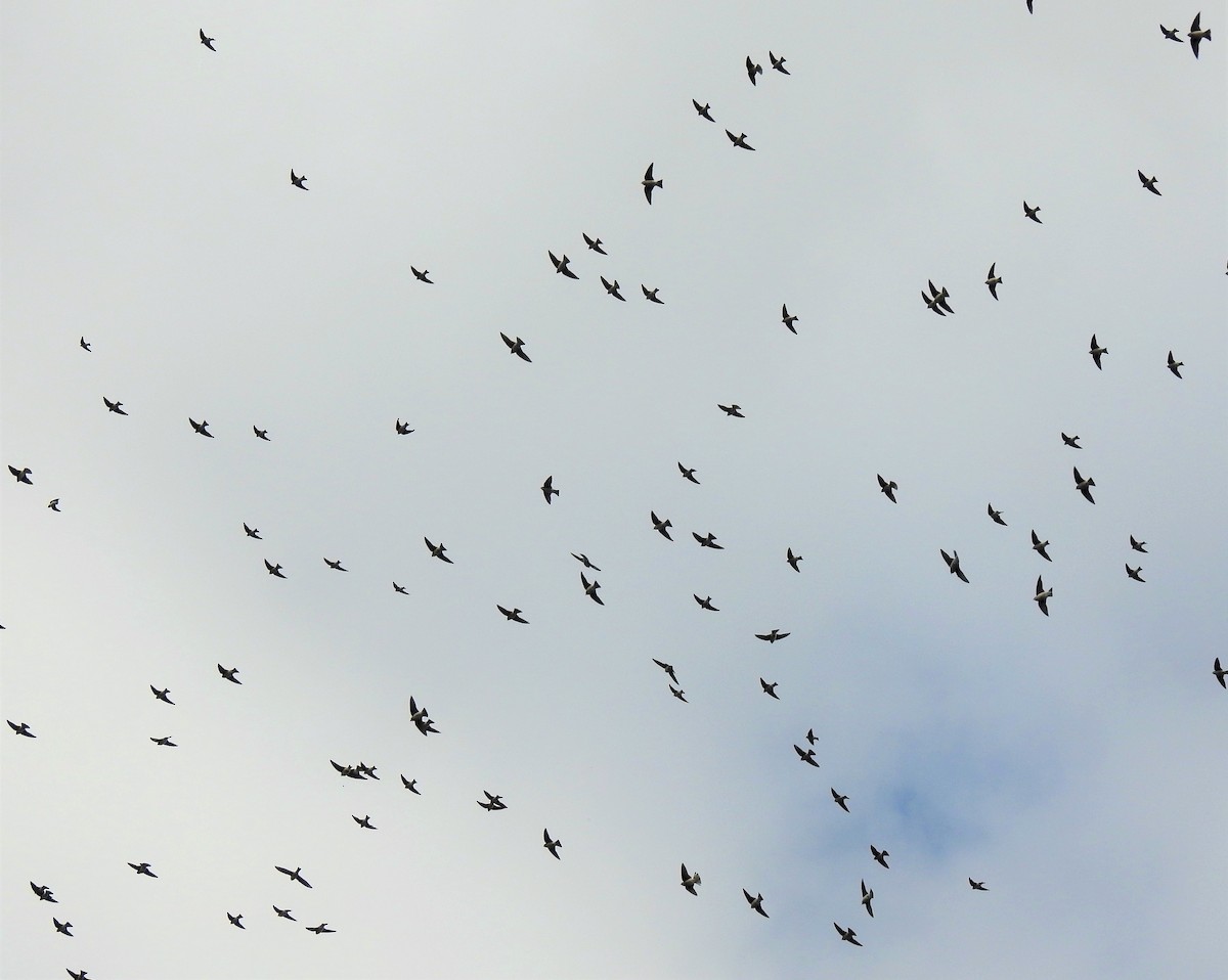 Tree Swallow - ML136483781