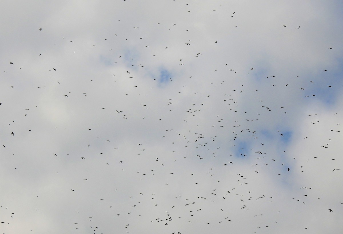 Tree Swallow - ML136483821