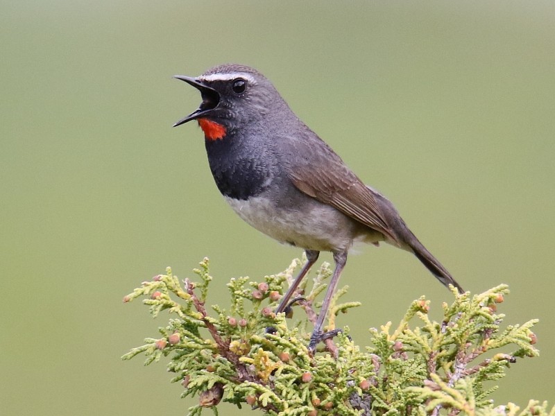 Himalayan Rubythroat - Pavel Parkhaev