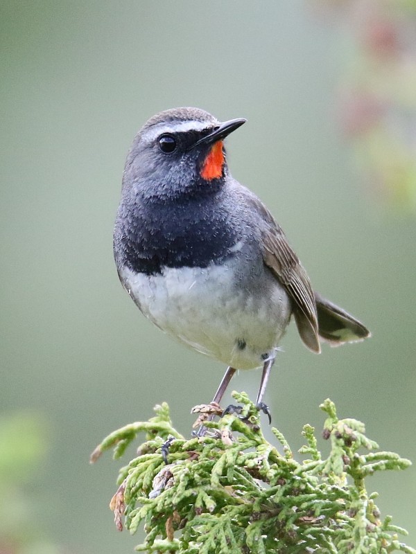 Himalayan Rubythroat - Pavel Parkhaev