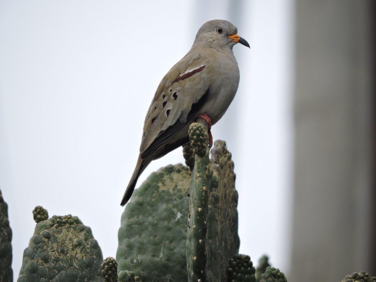 Peru Serçe Kumrusu - ML136484471