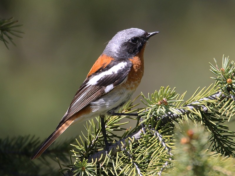 Rufous-backed Redstart - Pavel Parkhaev