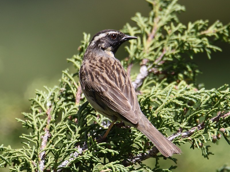 Black-throated Accentor - ML136484971