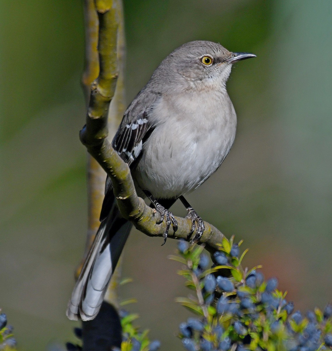 Northern Mockingbird - Daniel Murphy