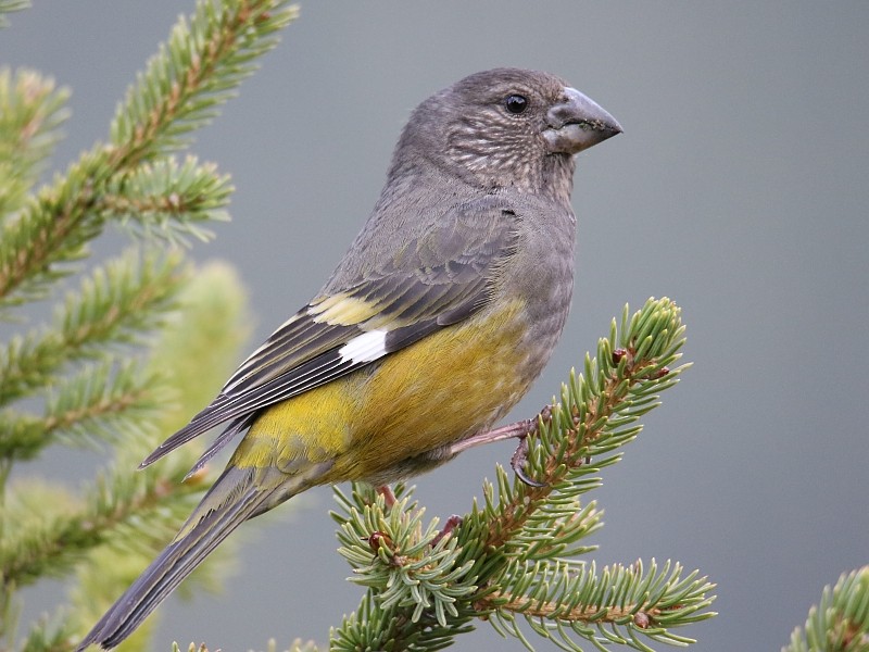 White-winged Grosbeak - ML136485191