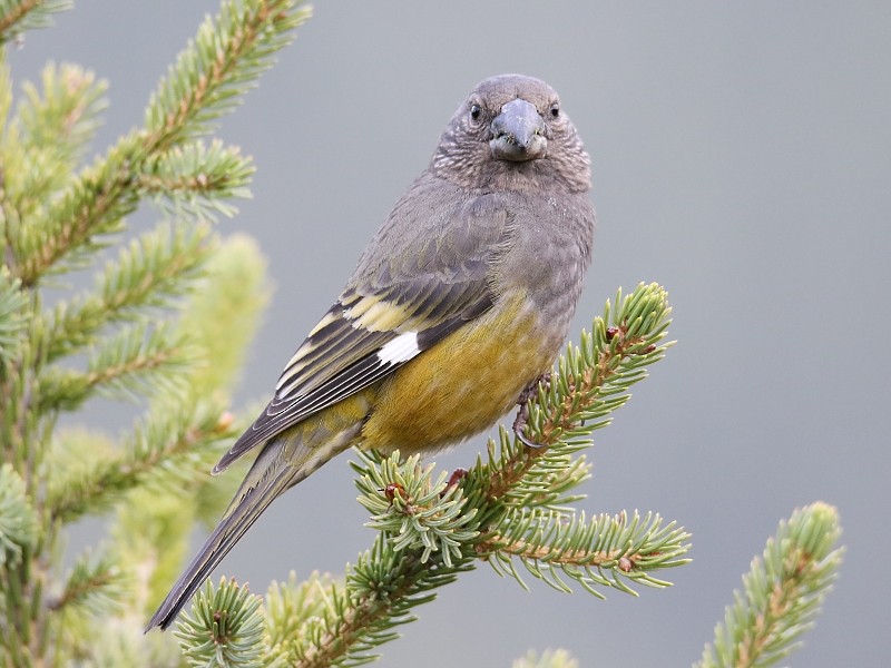 White-winged Grosbeak - ML136485201