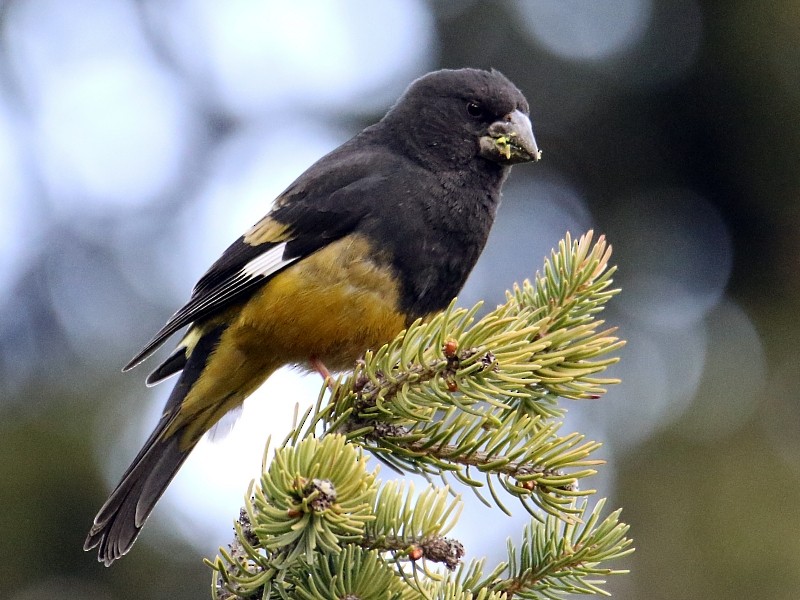 White-winged Grosbeak - ML136485221