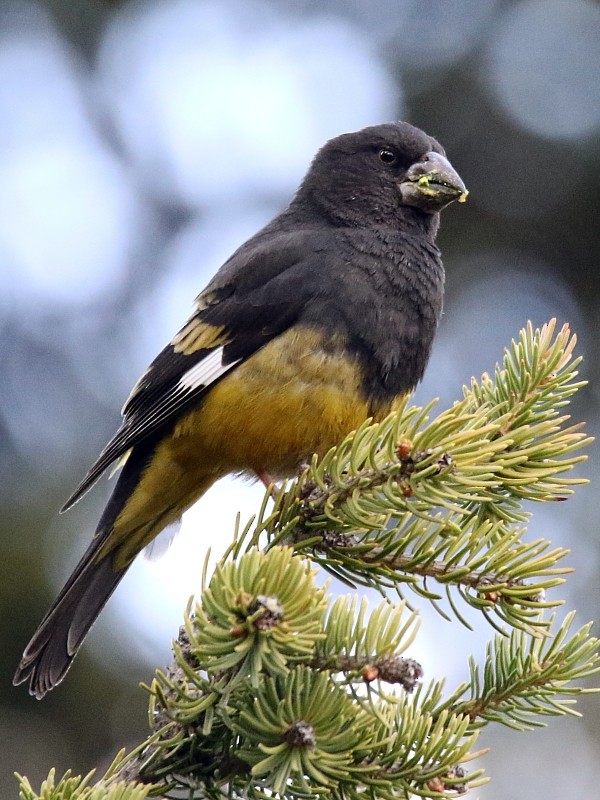 White-winged Grosbeak - ML136485231