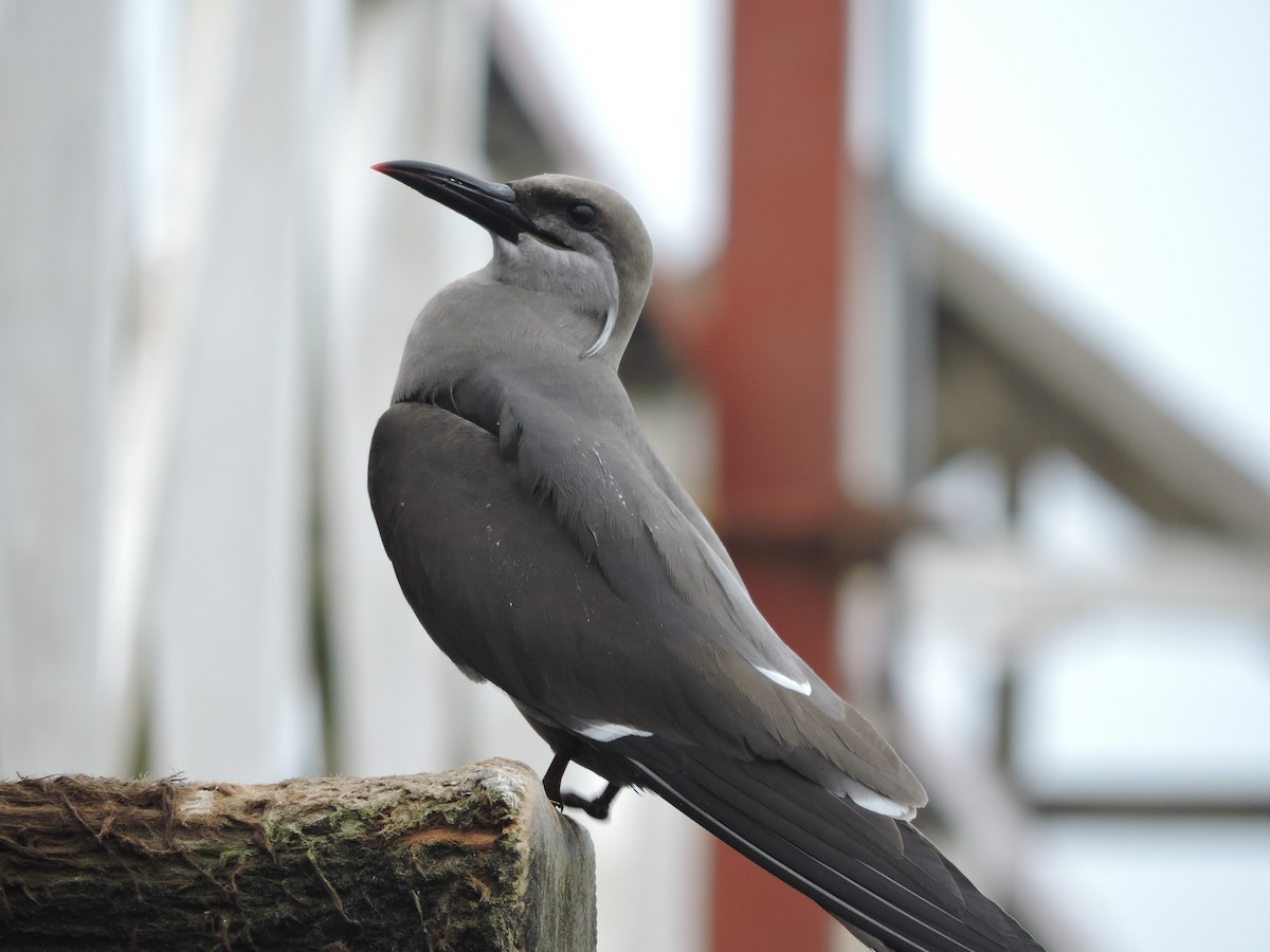 Inca Tern - ML136485241