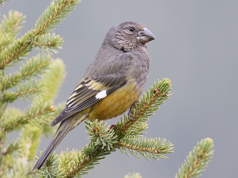 White-winged Grosbeak - ML136485251