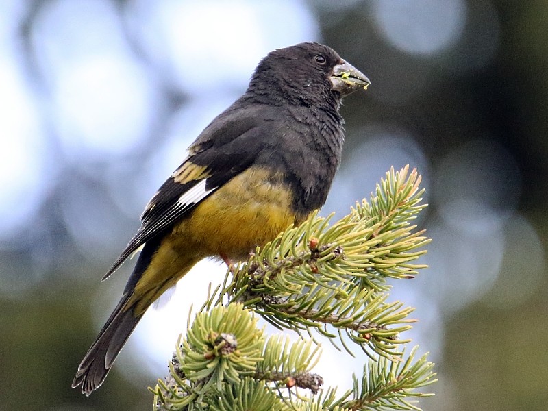 White-winged Grosbeak - ML136485311