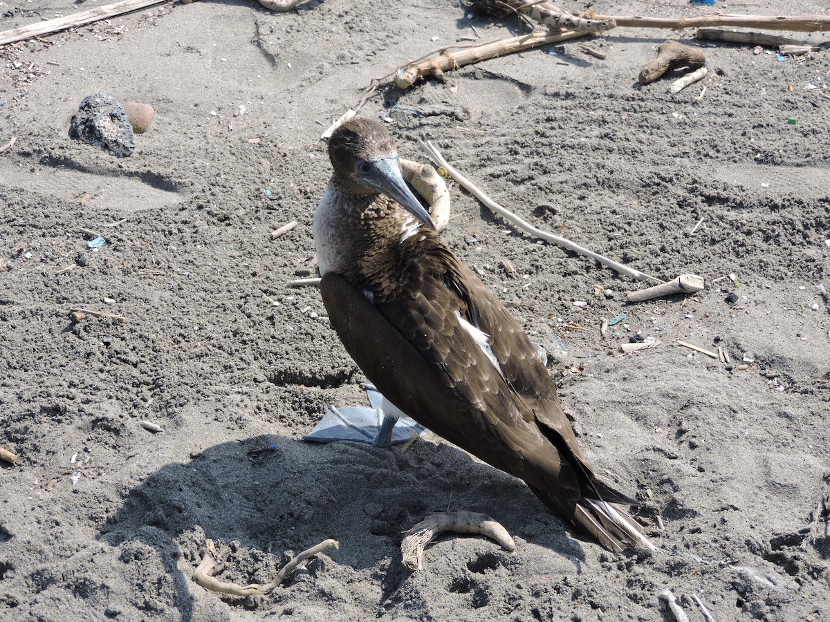 Blue-footed Booby - ML136485411