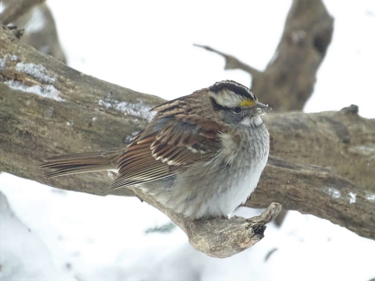 White-throated Sparrow - ML136486071