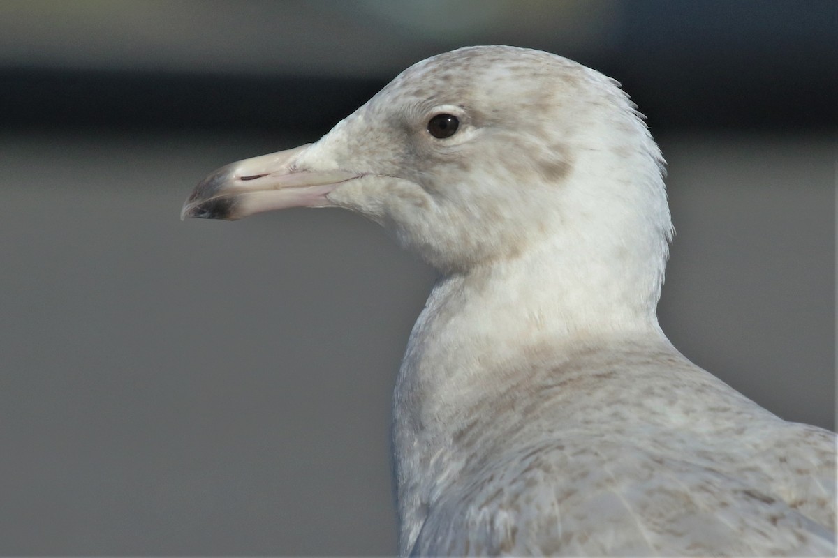 Glaucous Gull - ML136486631