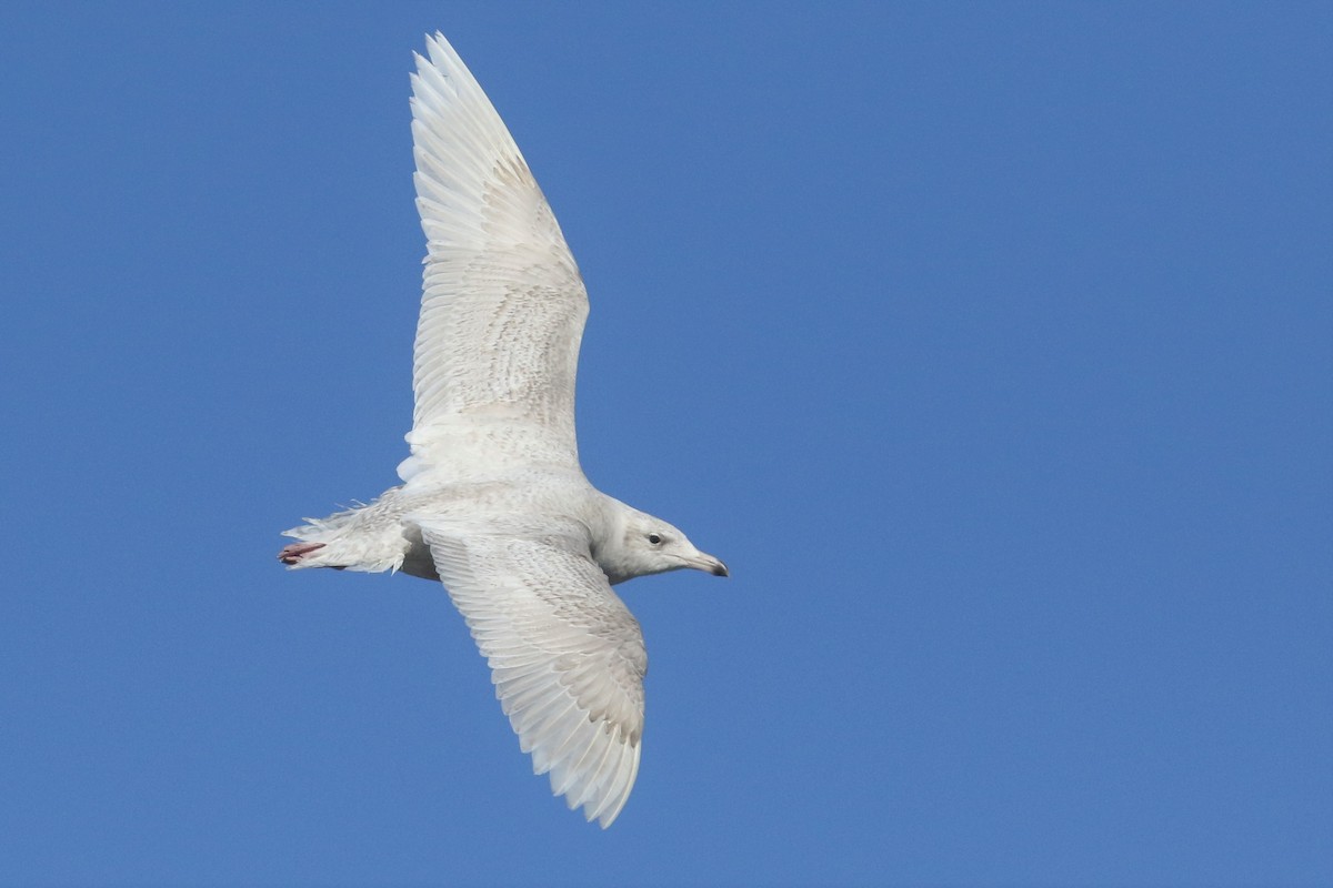 Glaucous Gull - ML136486641