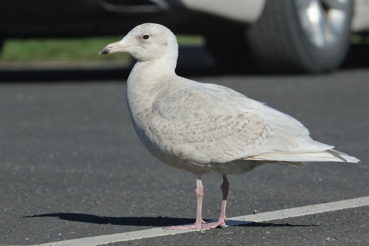 Glaucous Gull - ML136486691
