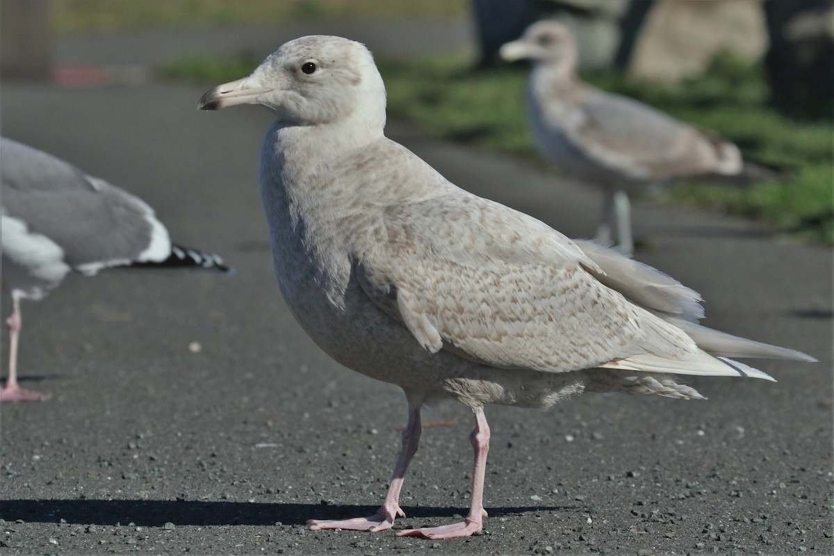 Glaucous Gull - ML136486701