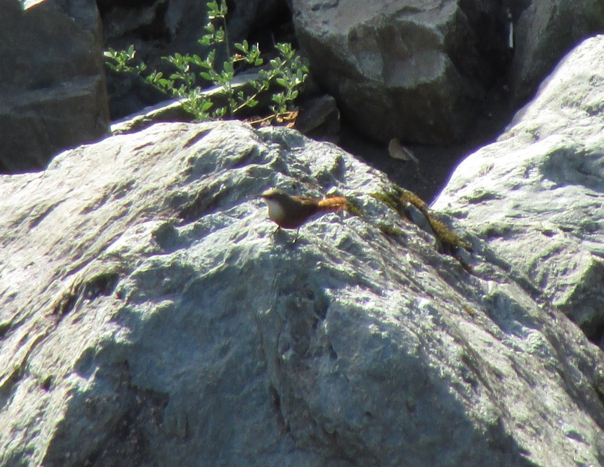 Canyon Wren - Steve Stump