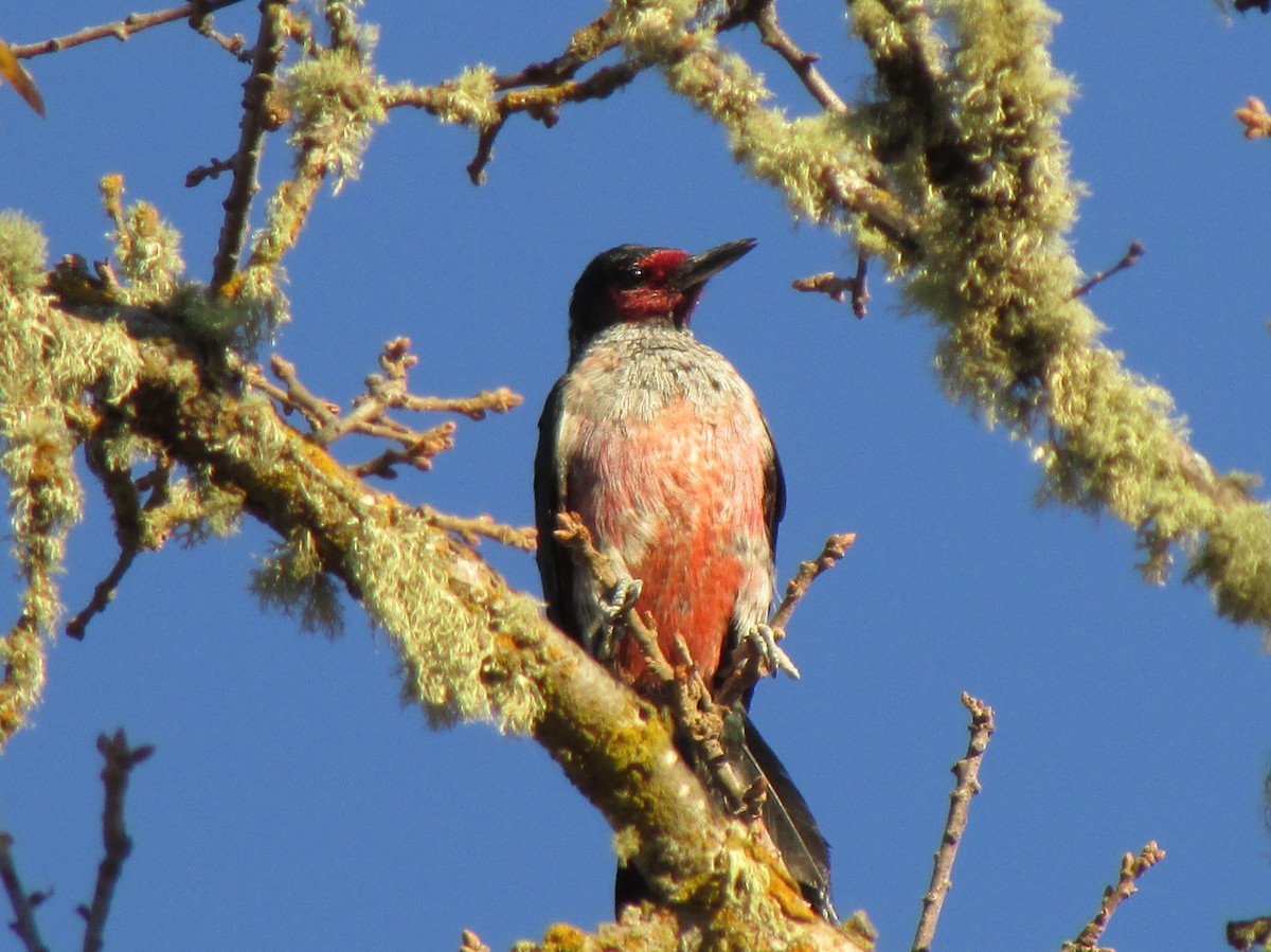 Lewis's Woodpecker - ML136487731