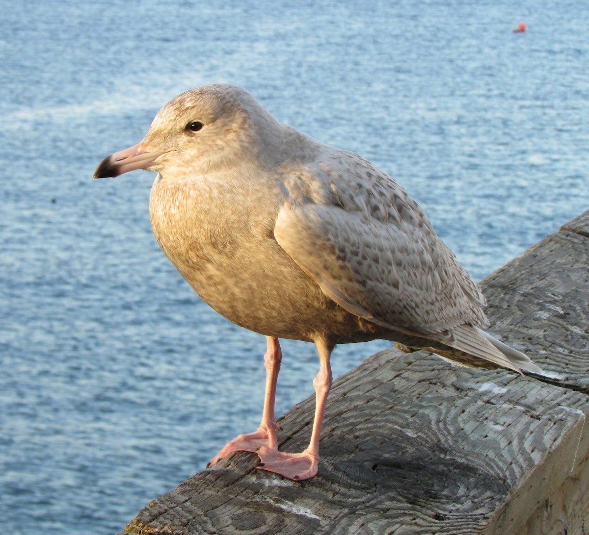 Glaucous Gull - ML136487771