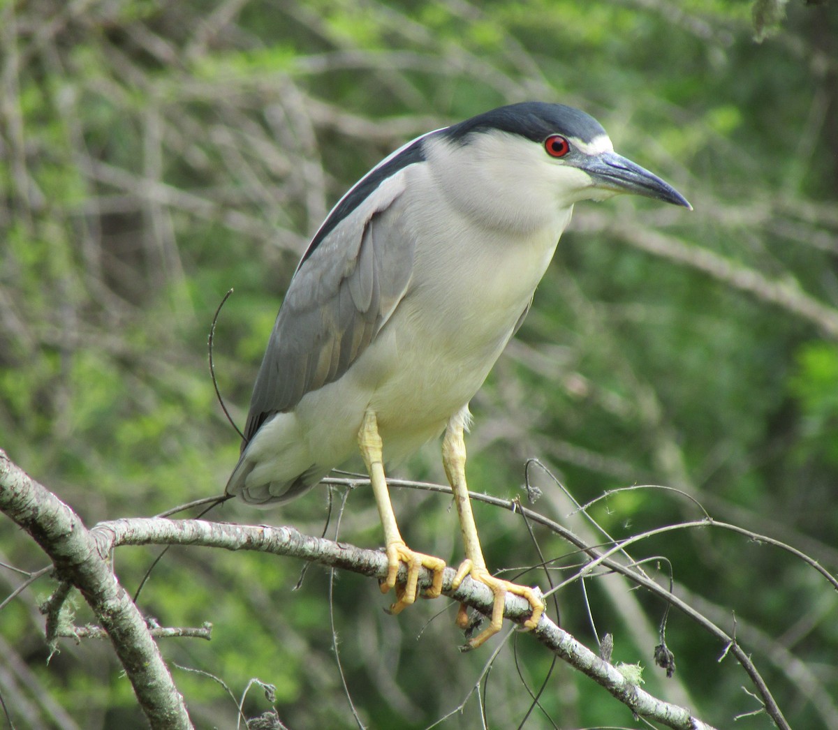 Black-crowned Night Heron - ML136488031