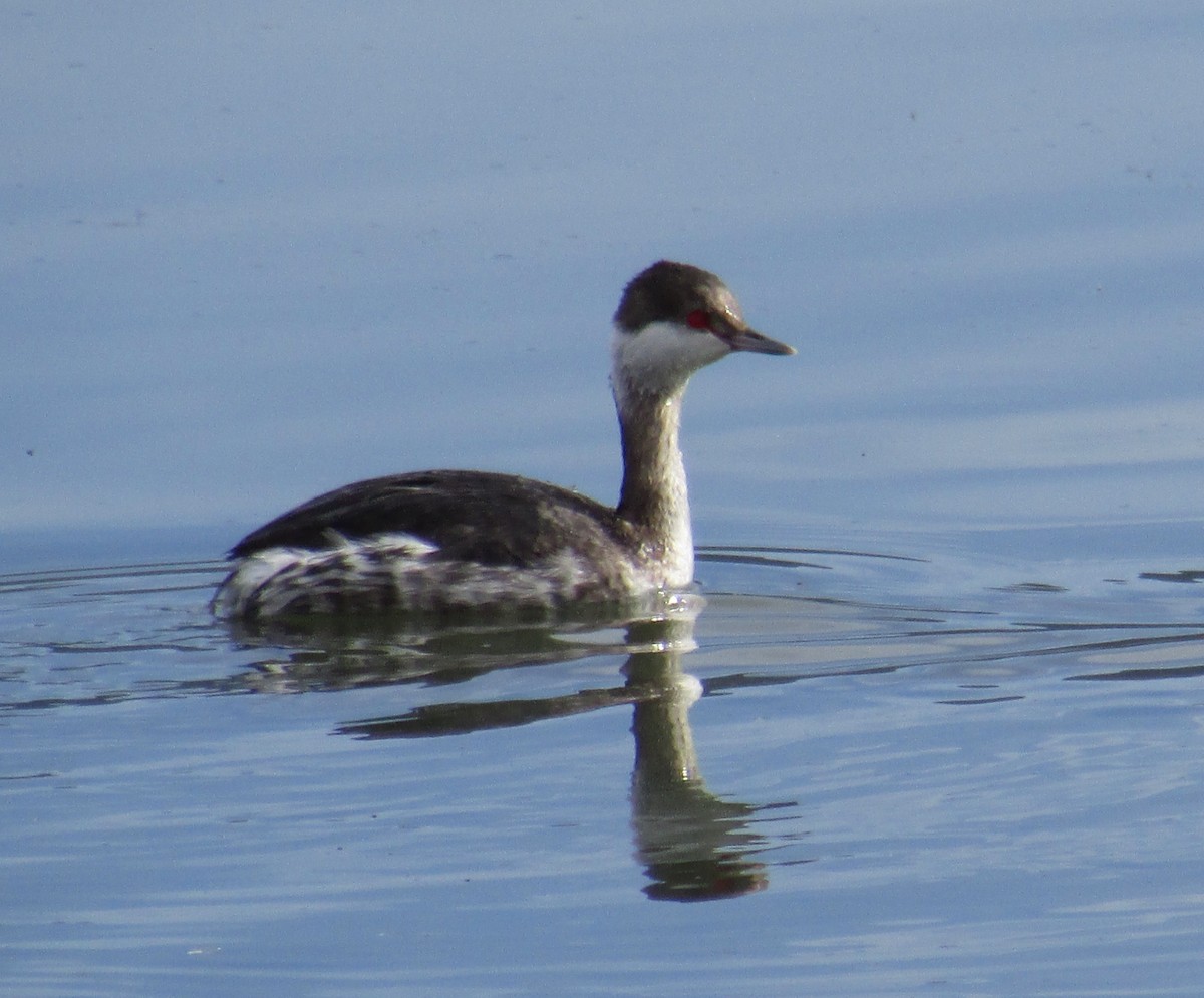 Horned Grebe - ML136489341