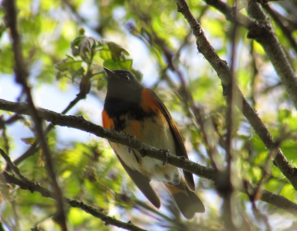 American Redstart - Steve Stump