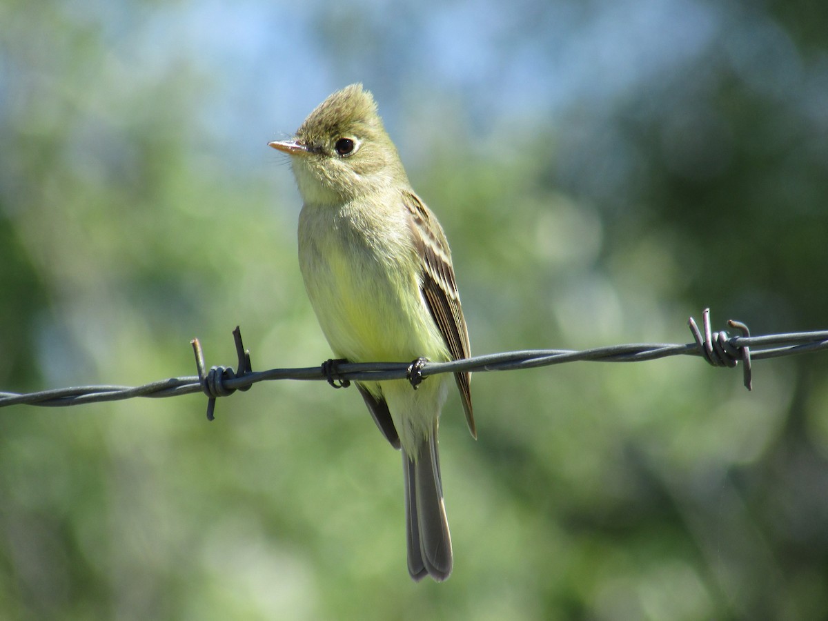 Western Flycatcher (Pacific-slope) - ML136490001