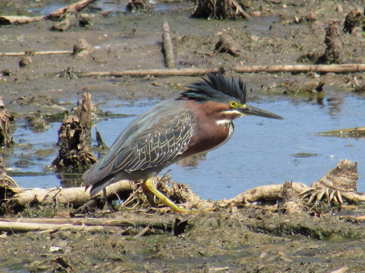 Green Heron - ML136490261