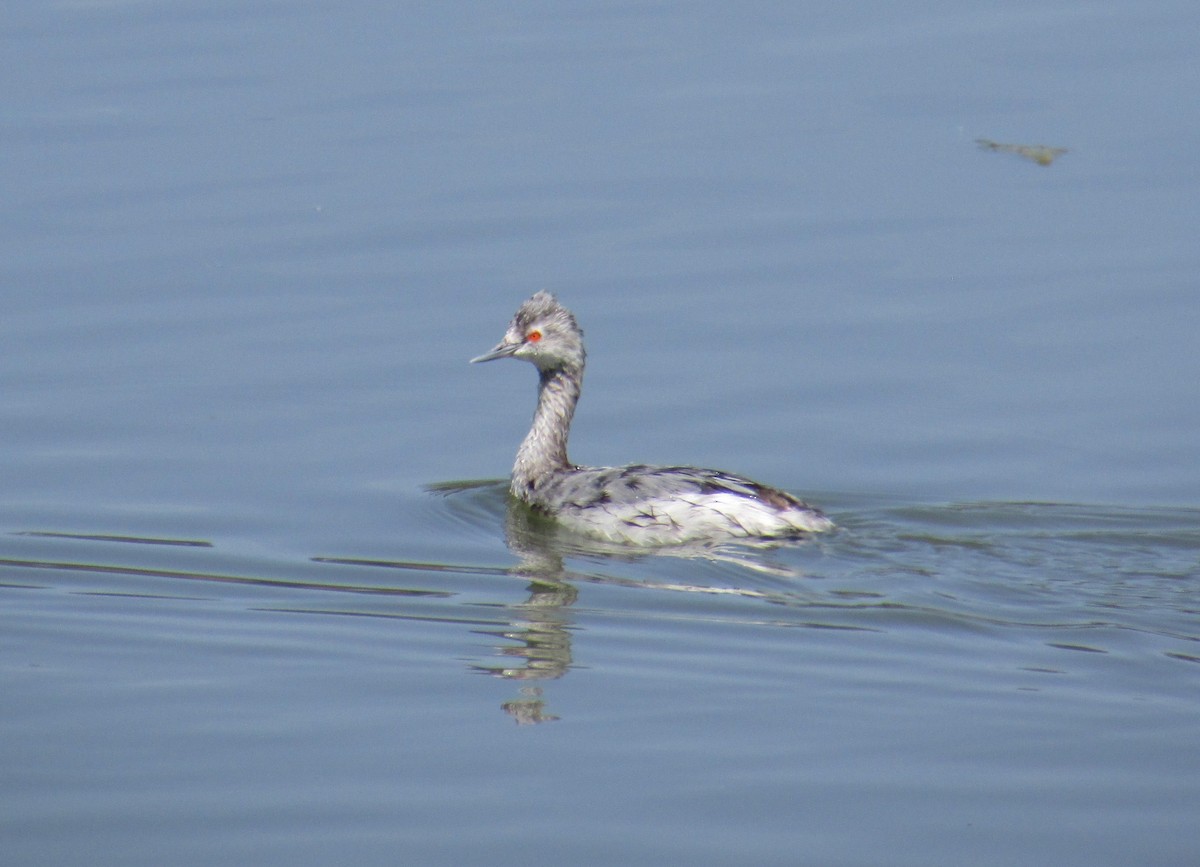 Eared Grebe - ML136490271