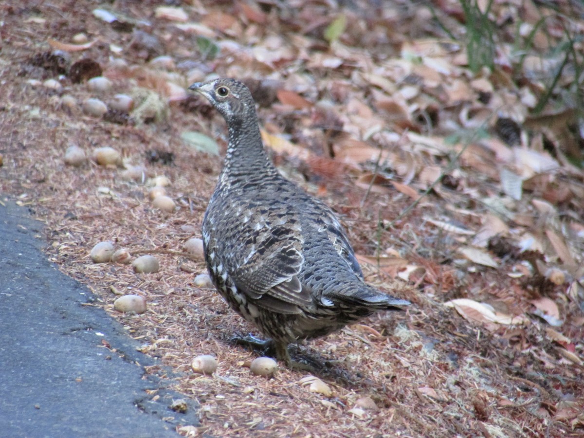 Sooty Grouse - ML136490791