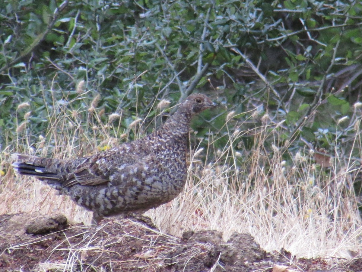 Sooty Grouse - ML136490891