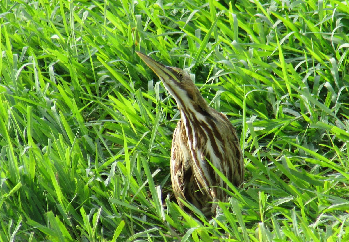 American Bittern - ML136491001