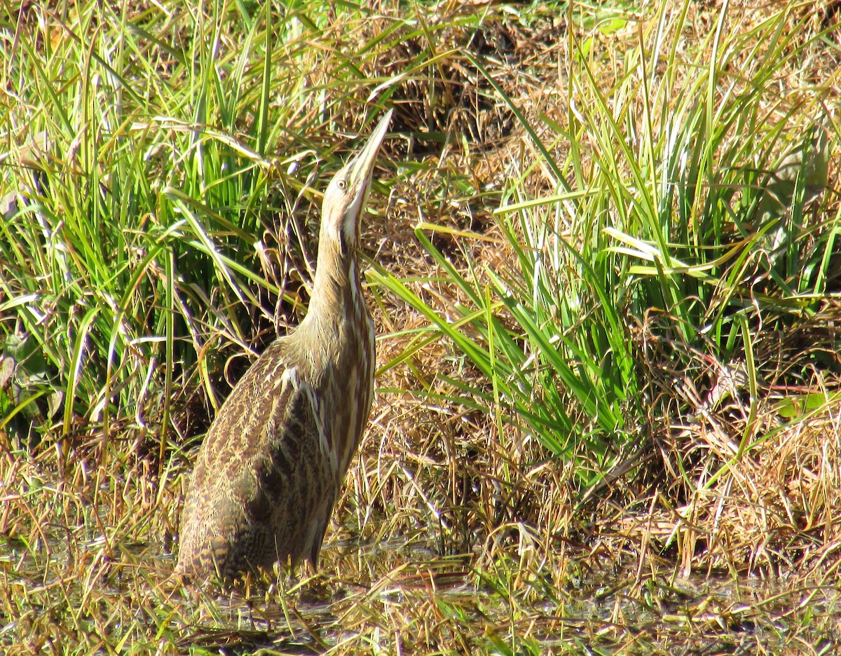 American Bittern - ML136491111