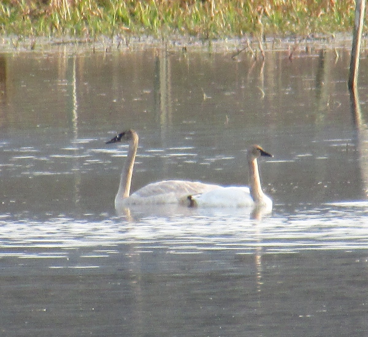 Trumpeter Swan - ML136491361