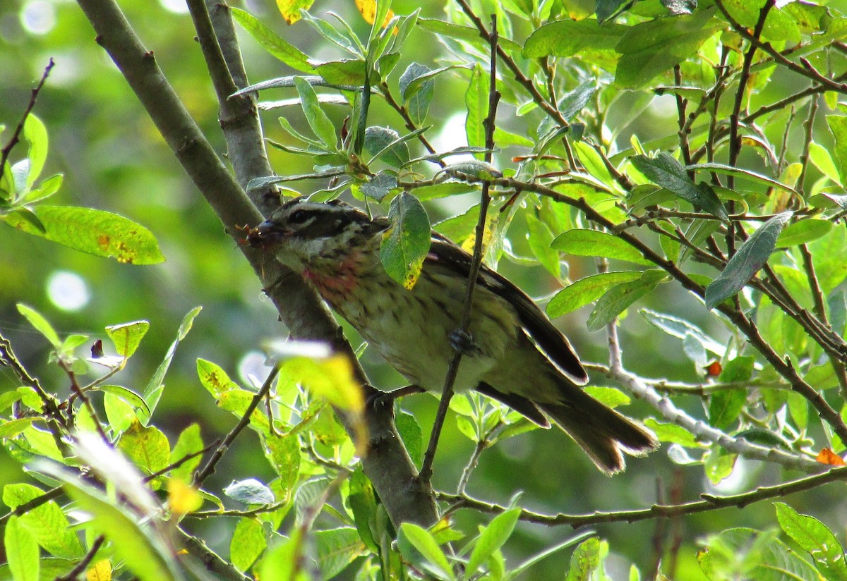 Rose-breasted Grosbeak - ML136491501