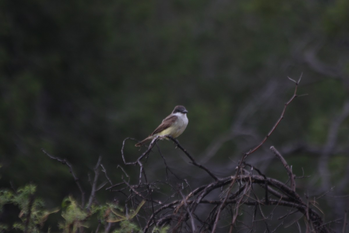 Thick-billed Kingbird - Giles Daubeney