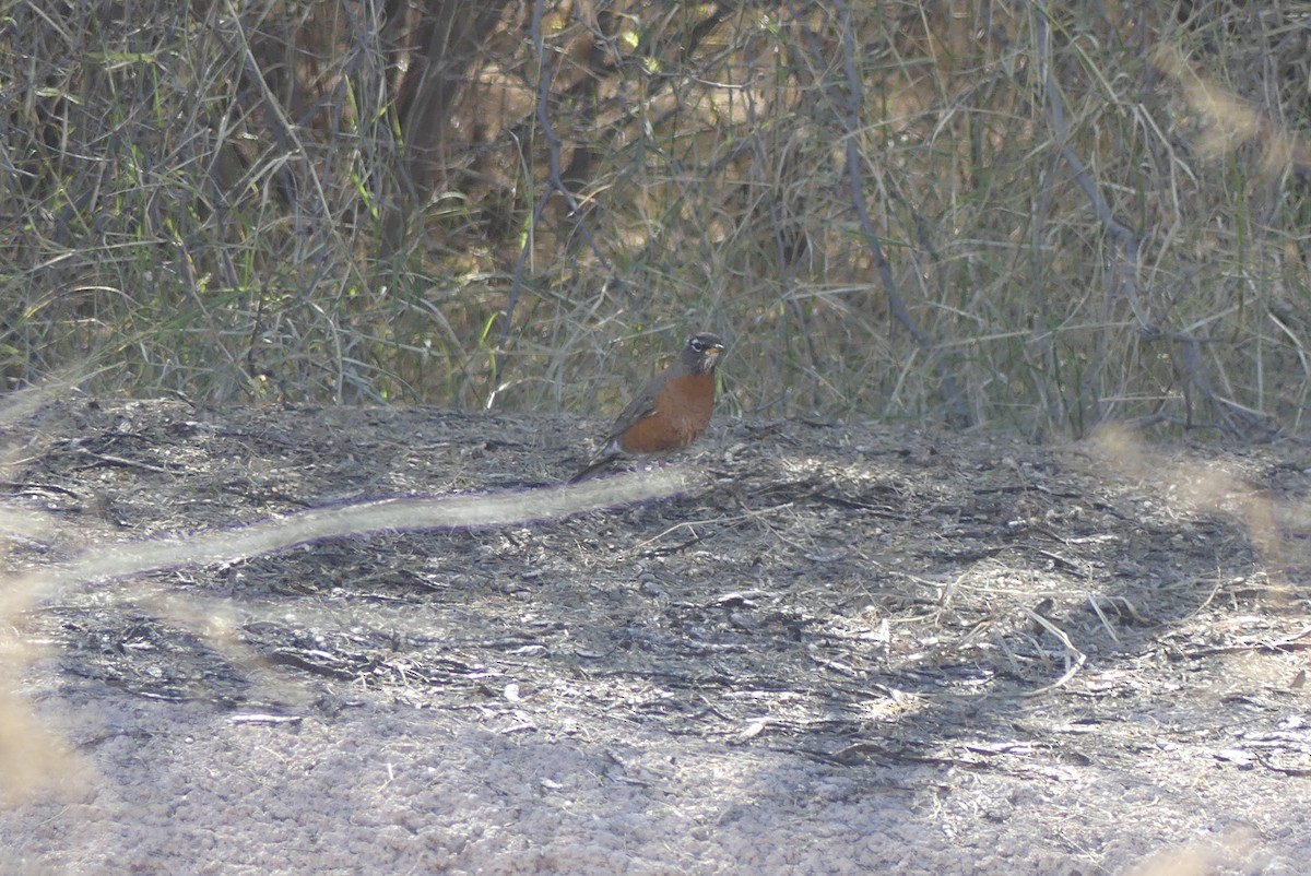 American Robin - ML136494051