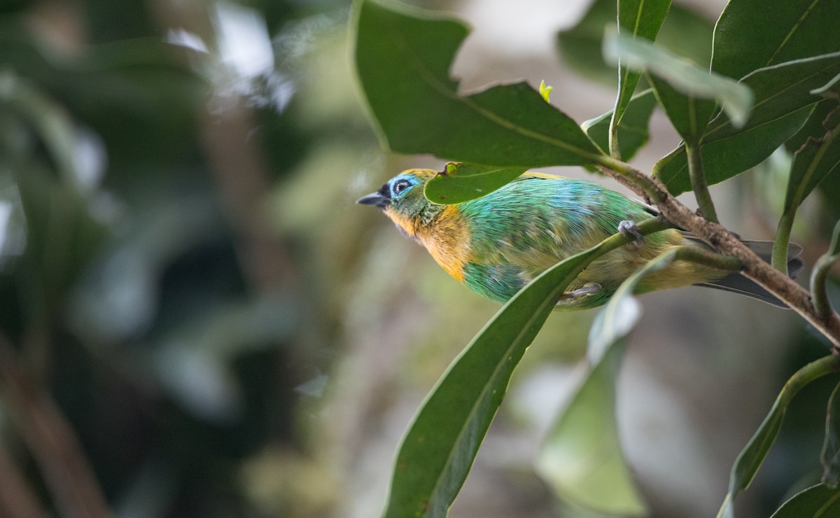 Brassy-breasted Tanager - ML136494291