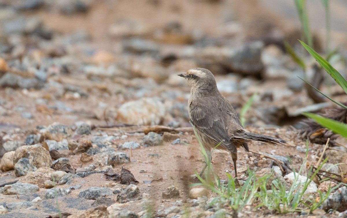 Chalk-browed Mockingbird - ML136495871