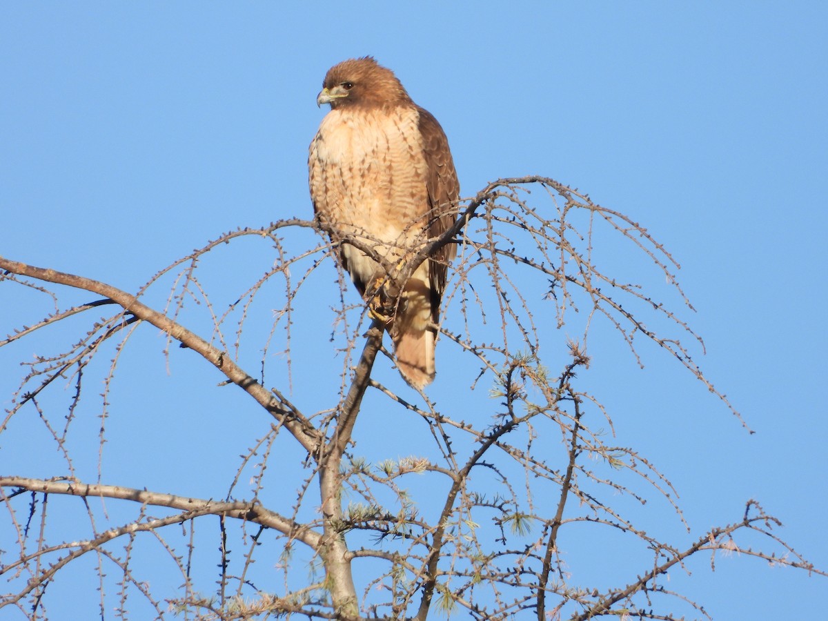 rødstjertvåk - ML136498621