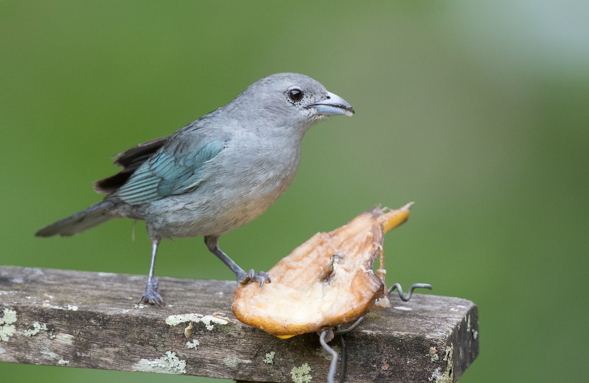 Sayaca Tanager - Ian Davies