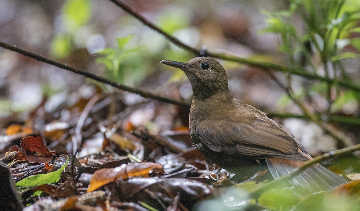 Rufous-breasted Leaftosser - ML136498871