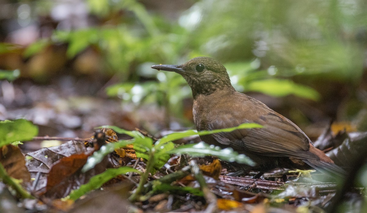 Rufous-breasted Leaftosser - ML136498881