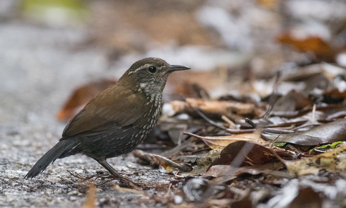 Sharp-tailed Streamcreeper - ML136499101