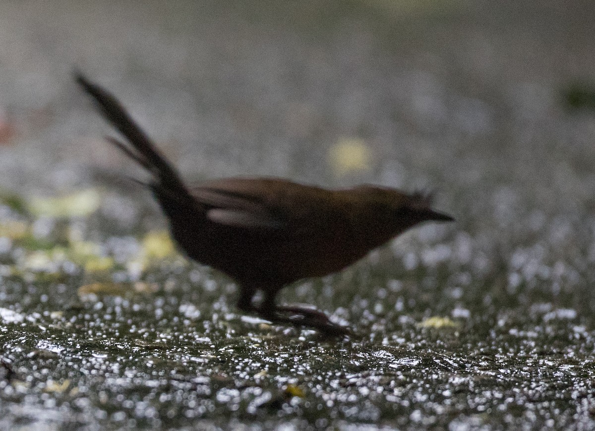 Slaty Bristlefront - ML136499131