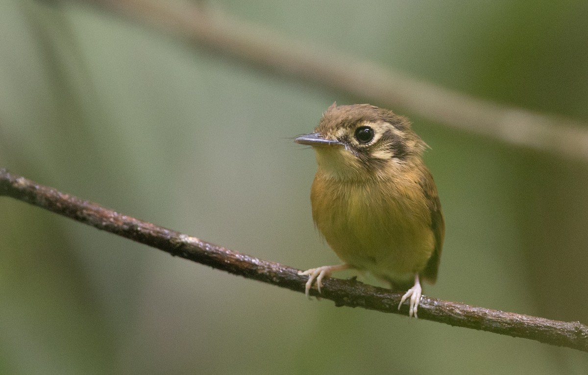 White-throated Spadebill - ML136499341